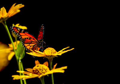 CCTV1在线高清直播：畅享央视一套实时精彩节目