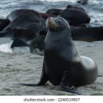 CCTV1综合频道高清在线直播实时观看入口 86q74t