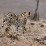 CCTV3综艺频道在线直播天天看高清同步播出 k5i1y