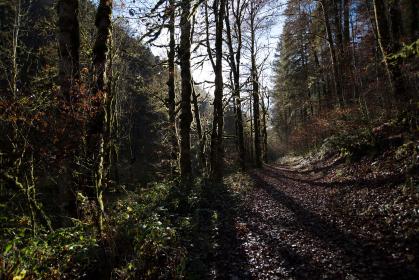 《拳力巅峰3》震撼直播:巅峰对决,拳王争霸赛热血开启! 《拳力巅峰3》震撼直播:巅峰对决,拳王争霸赛热血开启!