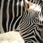 《我是歌手》手机直播全程直击,精彩不容错过 si31xki